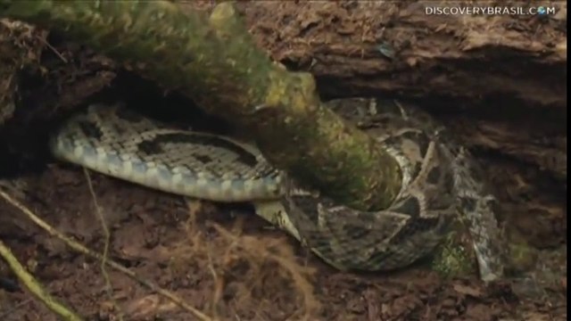 Largados e Pelados - Matando e comendo uma cobra venenosa
