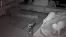 What do House Cats do at Night?