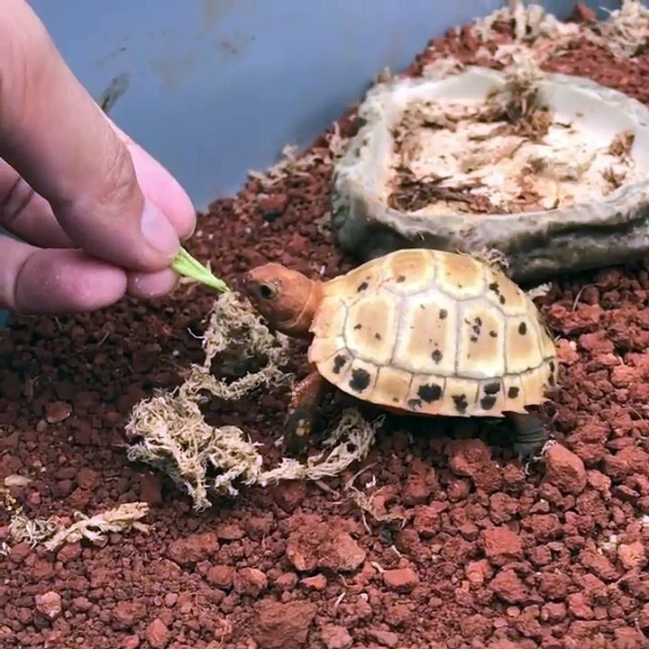 Une tortue trop mignonne qui mange de la salade!