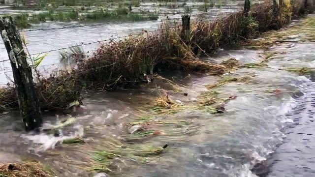 Ces poissons nagent sur la route et la traverse.. normal !