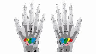 Bones of the Hand and Wrist - Anatomy Tutorial