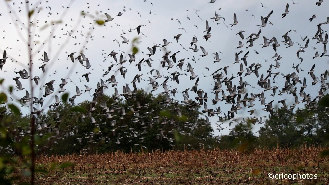 Pigeon dans le Sud Ouest