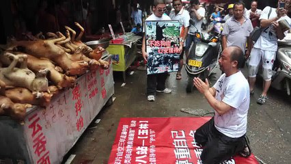 QUẢ BÁO KHỦNG KHIẾP VỀ VIỆC ĂN THỊT CHÓ