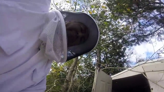 Nid de frelons énorme dans cette cabane