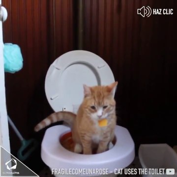 Apprendre à son chat a faire ses besoins aux toilettes