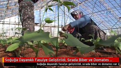 Soğuğa Dayanıklı Fasulye Geliştirildi, Sırada Biber ve Domates Var