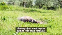 PETA denuncia con video el maltrato a burros en China