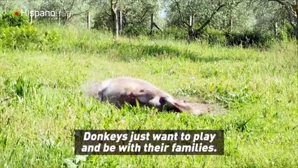 PETA denuncia con video el maltrato a burros en China