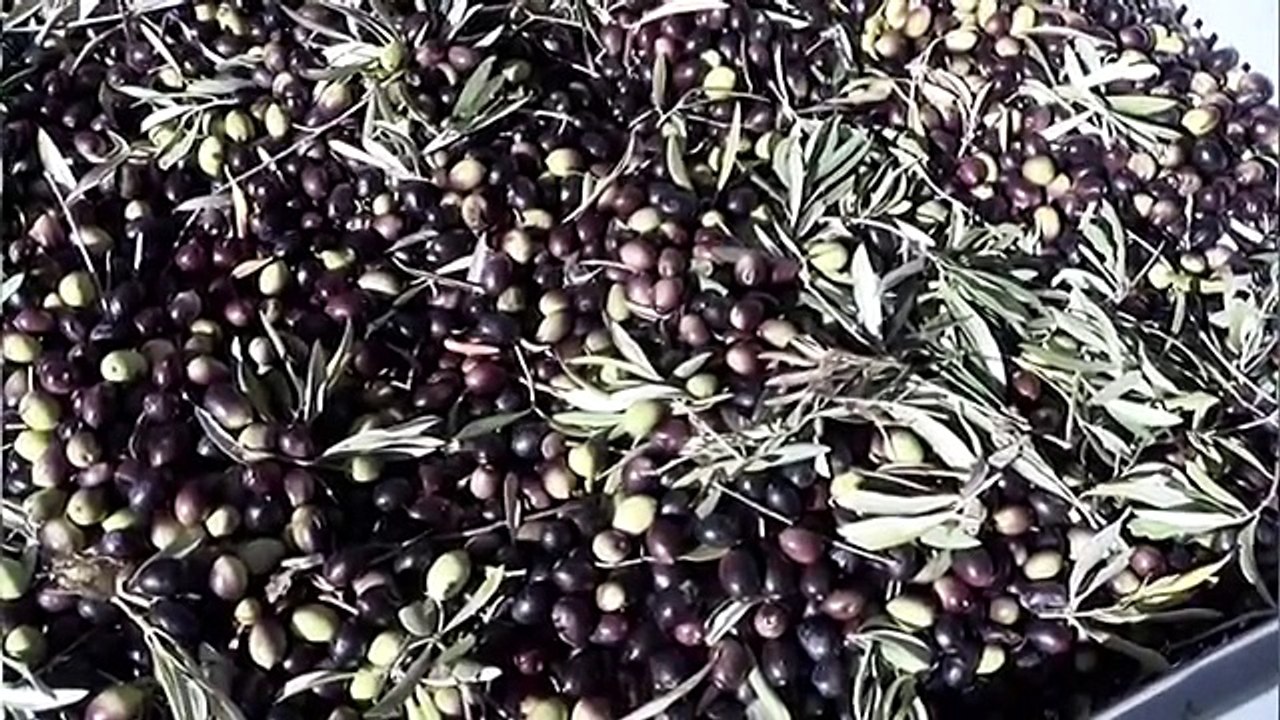 Tempo di olio anche nel Nisseno