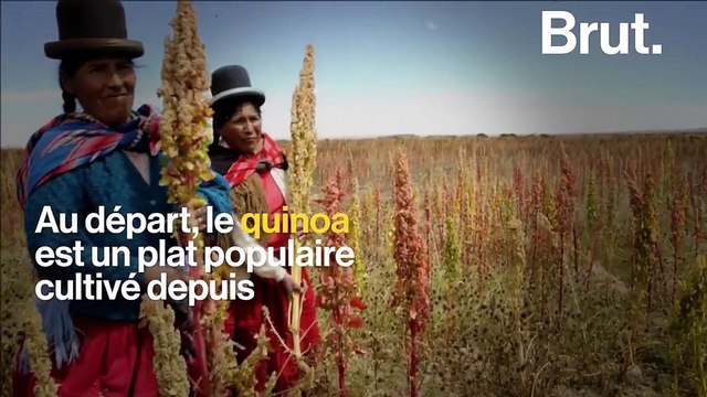 Le quinoa, victime de son succès