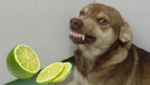 Cães vs Limões