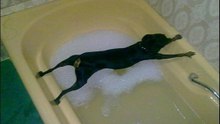 Cães e o Tormento do Banho