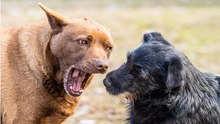 Cães Falando É Surpreendente!