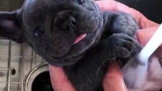 Bulldog Puppy enjoys a Spa day...