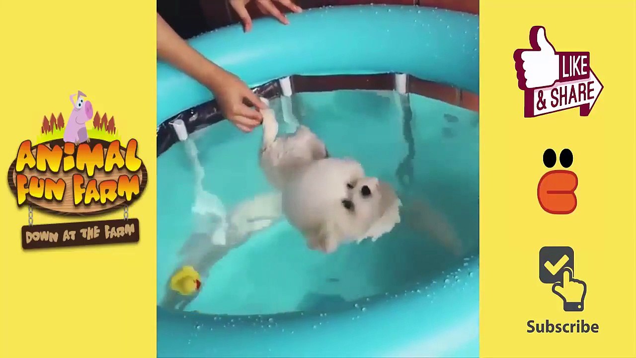【超笑える】猫かわいい • 猫おもしろ • 最も面白い猫の動画 集 www P2