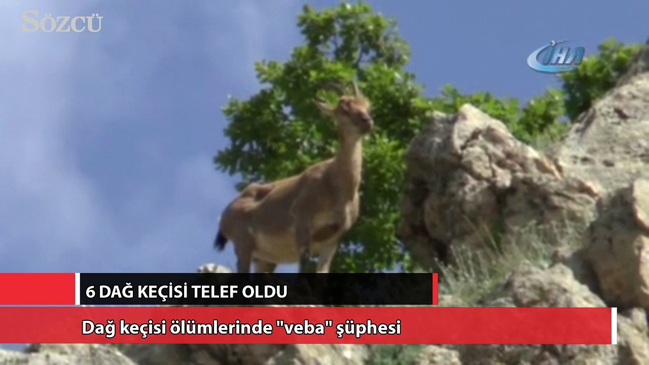 Dağ keçisi ölümlerinde "veba" şüphesi