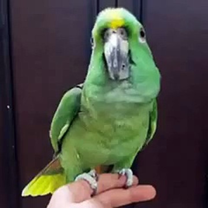 Amazing Parrot