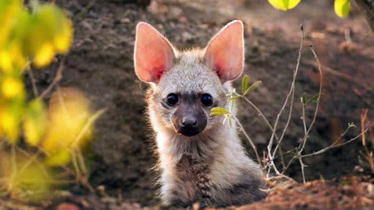Cet adorable petit animal mi-chaton, mi-hyène existe vraiment, et ça s’appelle un protèle !