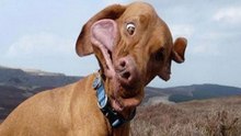 Cães Com Inteligência A Menos e Parafuso A Mais