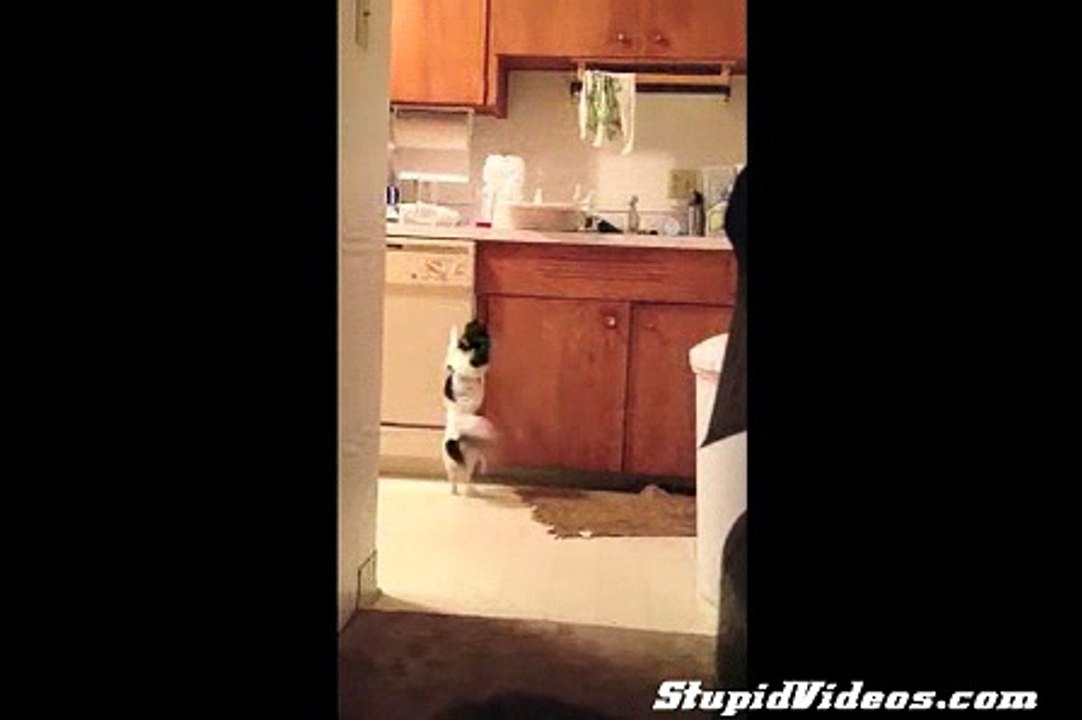 Chihuahua Dances in the Kitchen