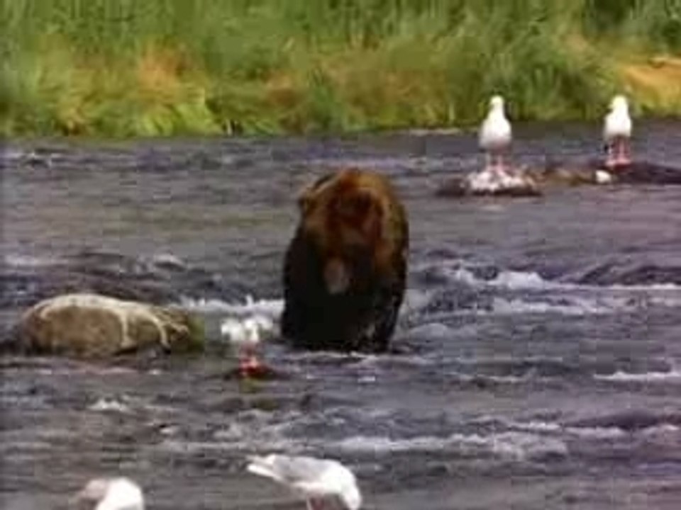 l'ours lol