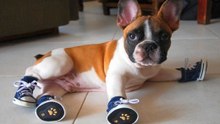 Cães Calçados Só Para Rir