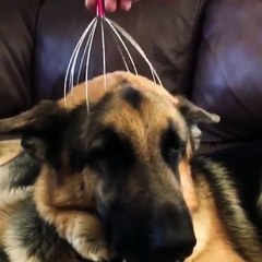 Ce chien adore se faire masser le crâne