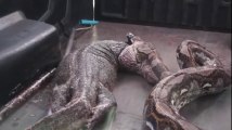 Cobra gigante vomita lagarto após ser capturada