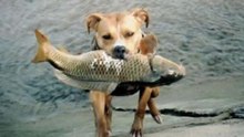 Incríveis Cenas De Cães Pescadores