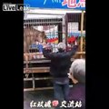 Tiger bites the elderly man