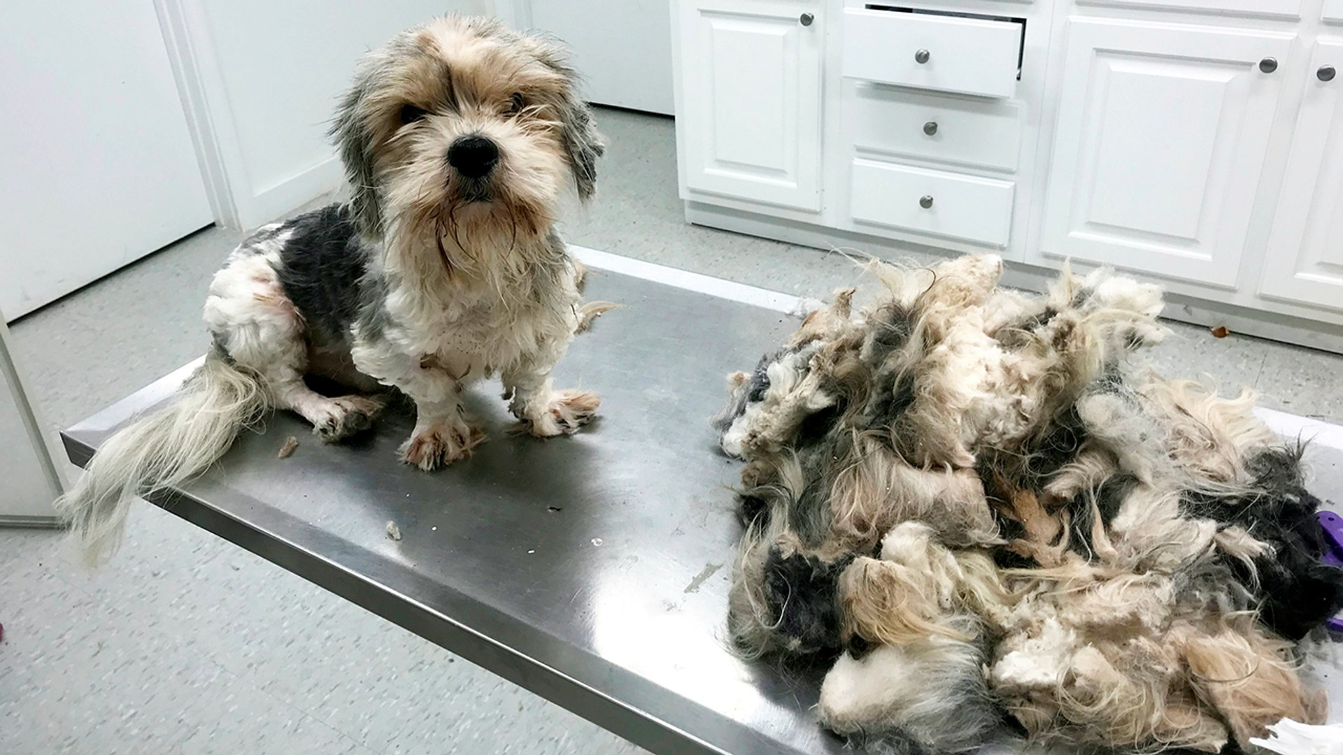 ⁣Extreme Makeover: Puppy Edition