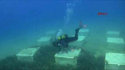 İzmir Foça'nın Deniz Çayırları Gözlem Altında