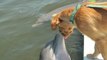 Maravilhosas Cenas De Cães Com Golfinhos