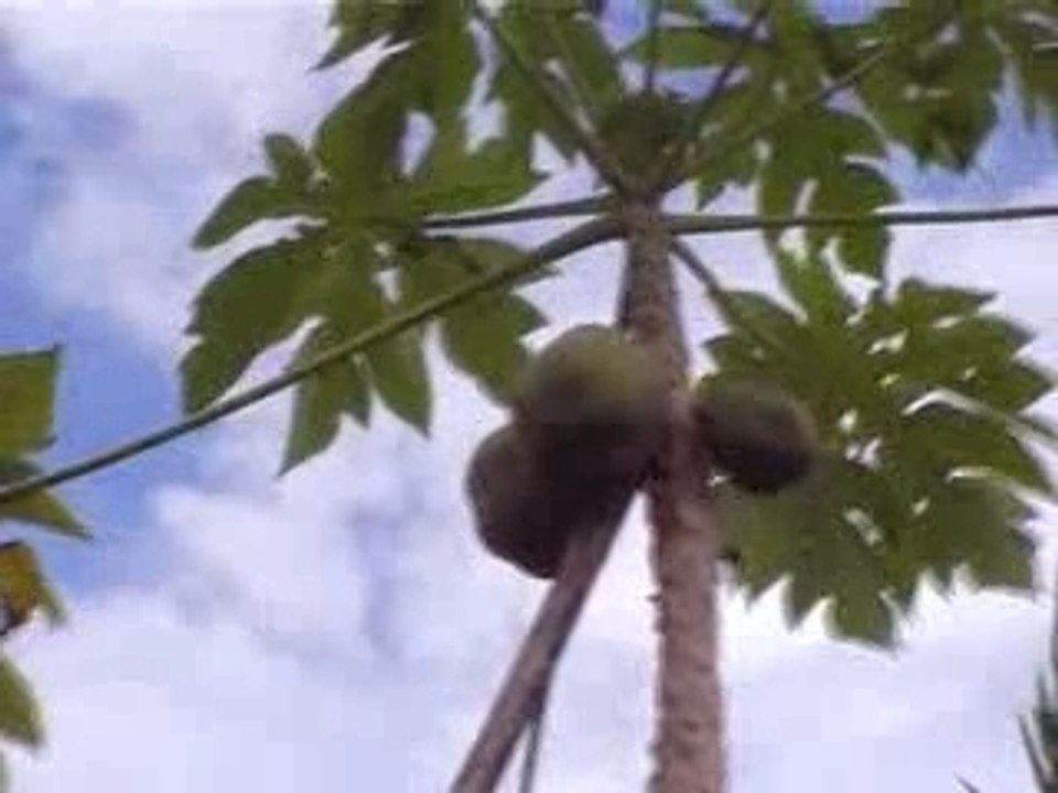 Papaye