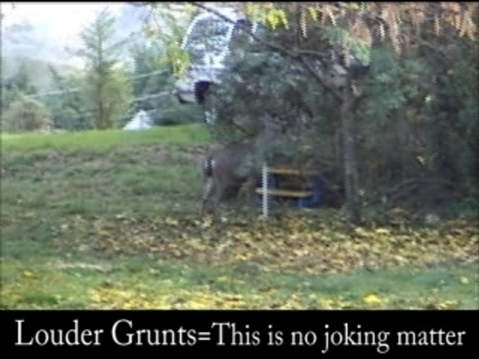 Buck Mating SoundsDeer Sounds video Dailymotion