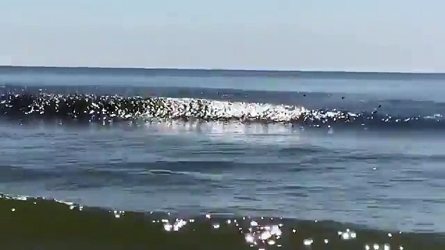 Beach Goers Capture Footage of Shark Jumping Out of the Water