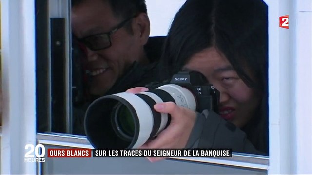 Churchill, dernier stop pour les ours polaires avant la banquise