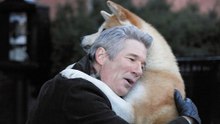 Incríveis Cenas Comoventes De Cães Saudosos