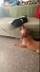 VID-20171122-WA0054