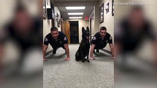 Rising up: Police dog does push-ups with his fellow officers