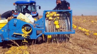 World Amazing Modern Pumpkin Field Fertilization Agriculture Mega Machines Combine Harvesters Tractor
