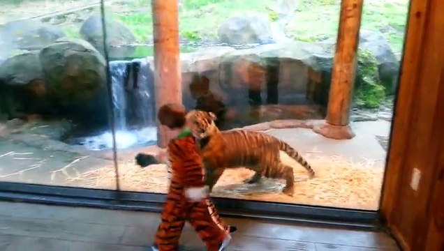 Ce gamin déguisé en tigre s'amuse avec un jeune tigre... Moment incroyable