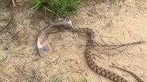 Ce serpent a les yeux plus gros que le ventre en essayant d'avaler un poisson chat