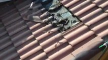 Regardez ce qu'il découvre sous les tuiles de son toit en faisant des travaux... Des centaines de chauve-souris!