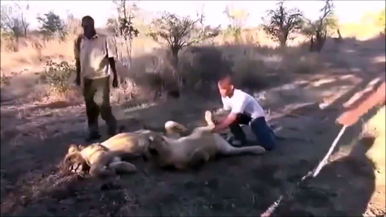 Terrifié par un lion qui éternue... Peur de sa vie!