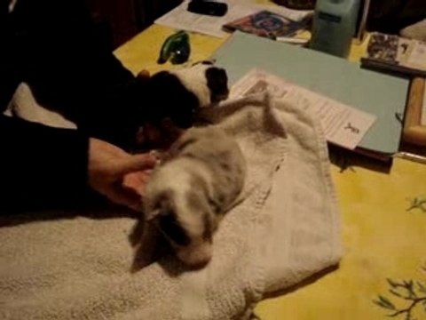 Chiots bergers australiens