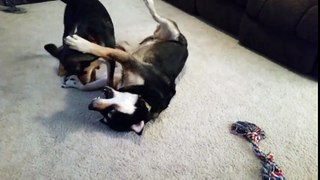 Rottweiler Mix playing with her new best friend