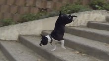 Cenas Cómicas De Cães Subindo E Descendo Escadas