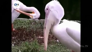 How Pelican hunted Pelicans eat Animals 어떻게 펠리칸 사냥