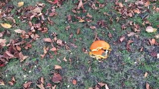 弟が10万円のハロウィンのかぼちゃを壊しました